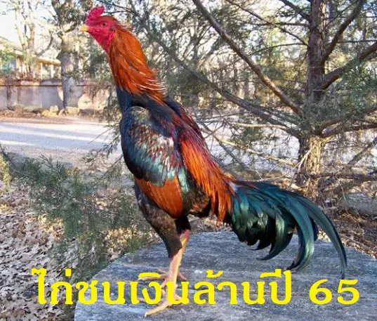 ไก่ชนเงินล้านปี 65