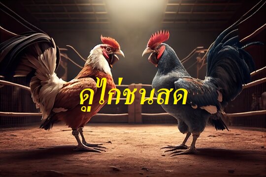 ดูไก่ชนสด