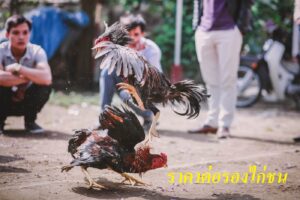 ราคาต่อรองไก่ชน