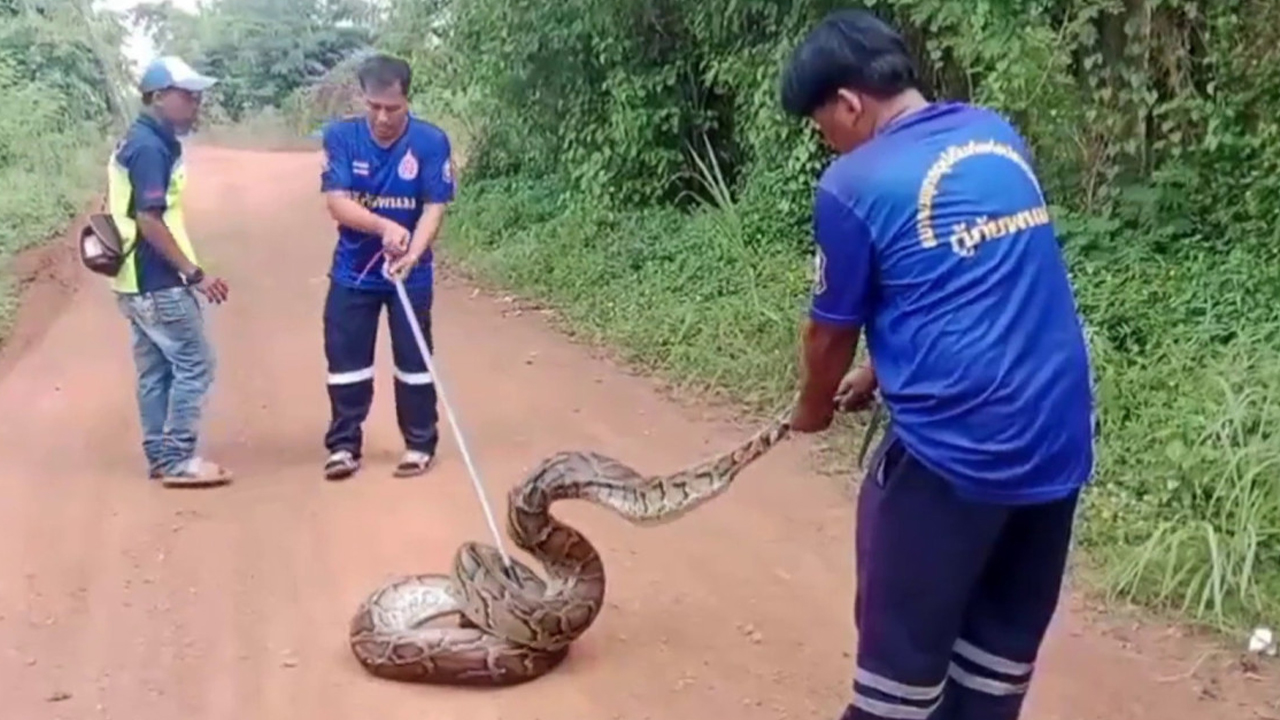 ไก่ชนหาย ถางหญ้าเจอ งูเหลือมยาว 7 เมตร