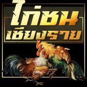ไก่ชนเชียงราย