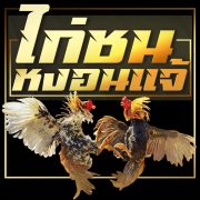 ไก่ชนหงอนแจ้